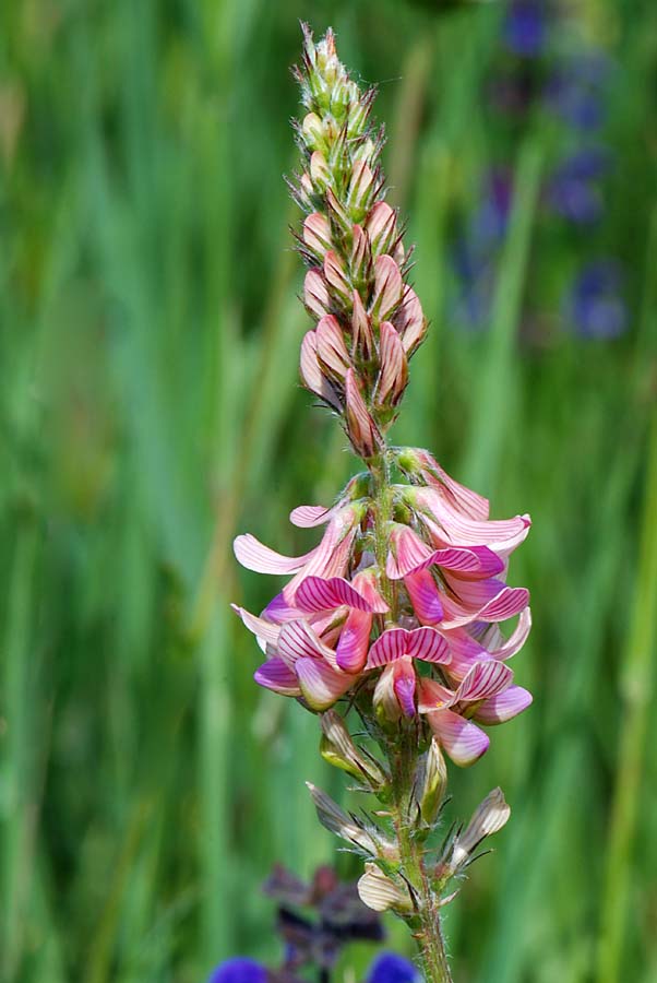 Onobrychis vicifolia / Lupinella comune